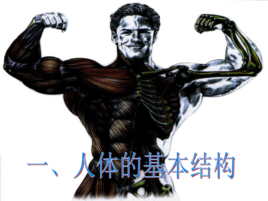基础解剖生理.ppt_第2页