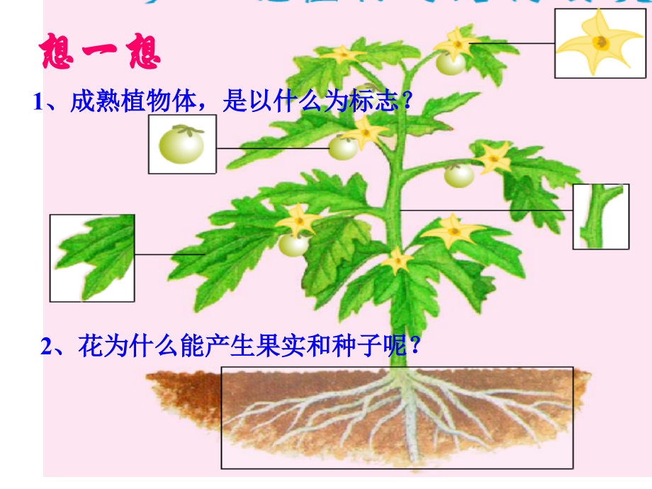 第三节：开花和结果.ppt_第2页