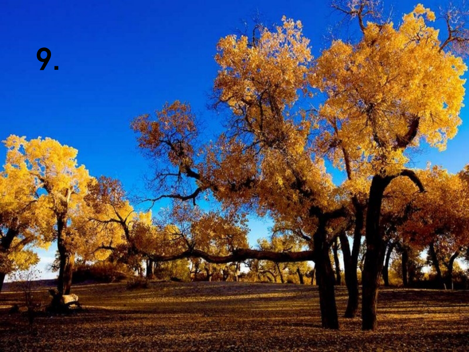 S版五年级上册《西风胡杨》课件.ppt_第1页