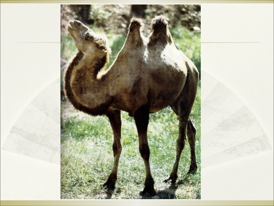 《找骆驼》徐亚红.ppt_第2页