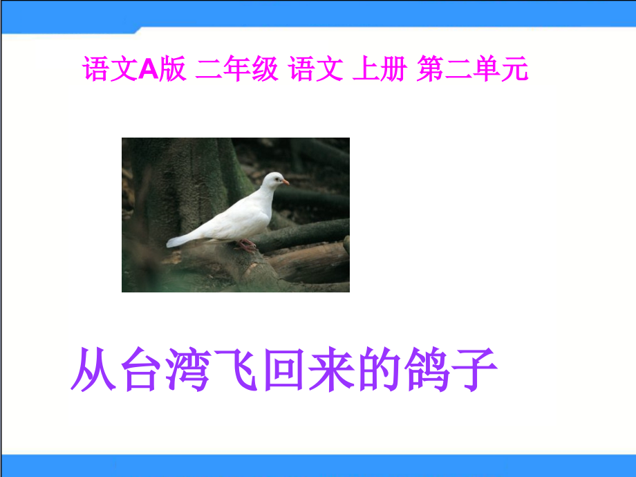 《从台湾飞回来的鸽子》课件.ppt_第1页