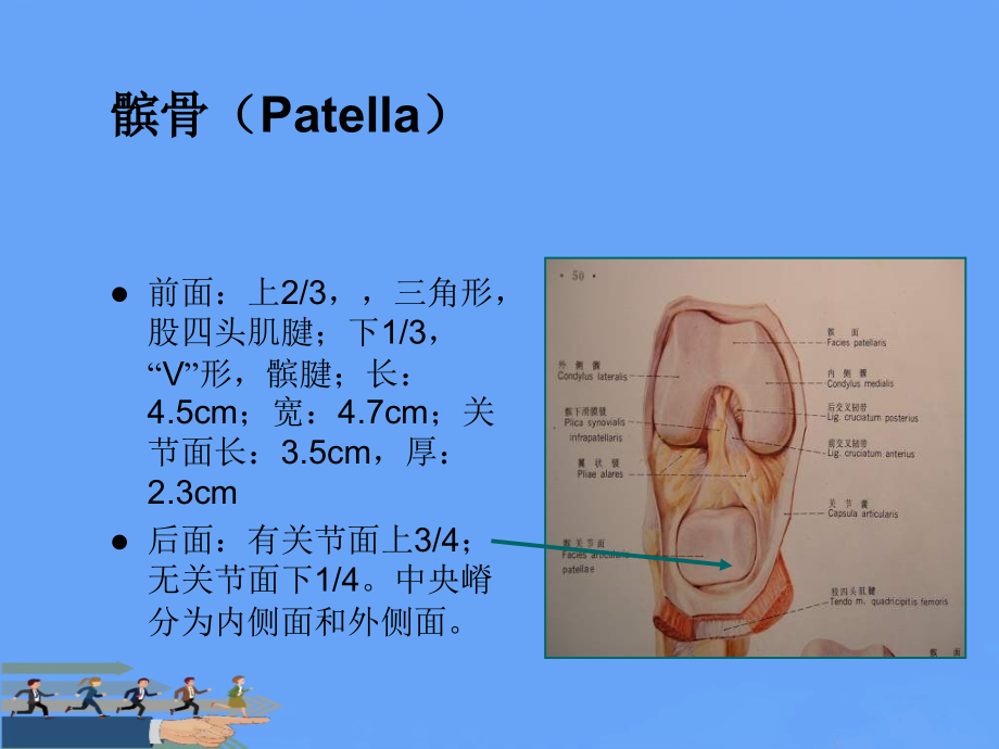 髌股关节紊乱.ppt_第2页