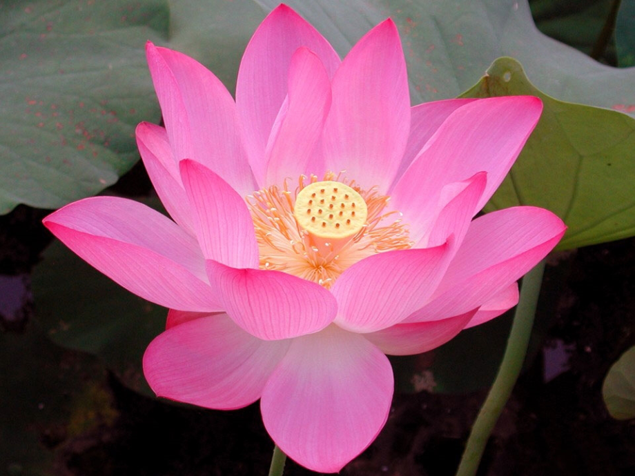 小池.ppt.ppt_第1页