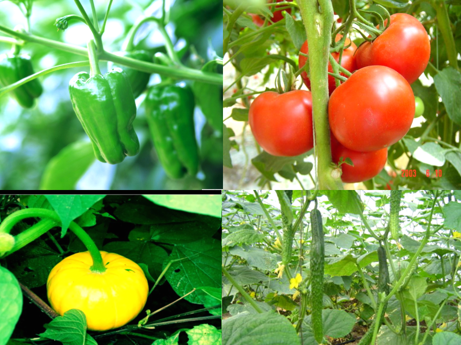 人教四下语文28、父亲的菜园(三疑三探).ppt_第1页