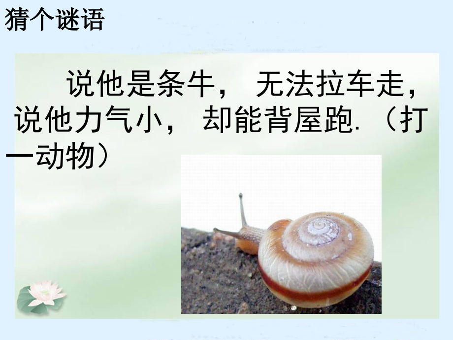 教科版三年级科学-蜗牛.ppt_第1页