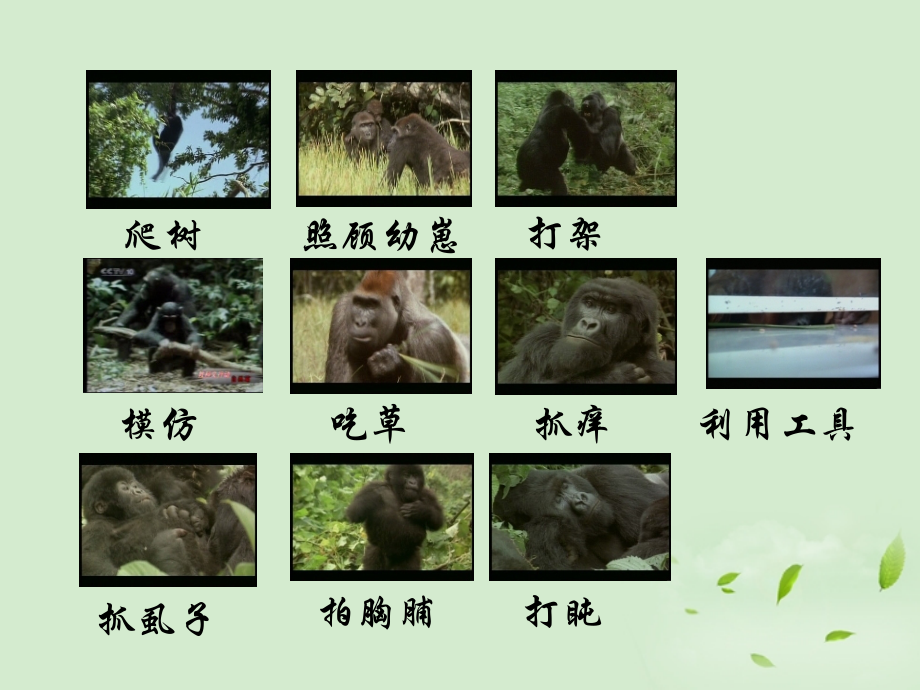 浙江省台州温岭市松门镇育英中学八年级科学上册-3.4-动物的行为课件-浙教版.ppt_第2页