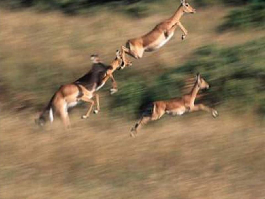 人教版七下《斑羚飞渡》课件.ppt_第2页