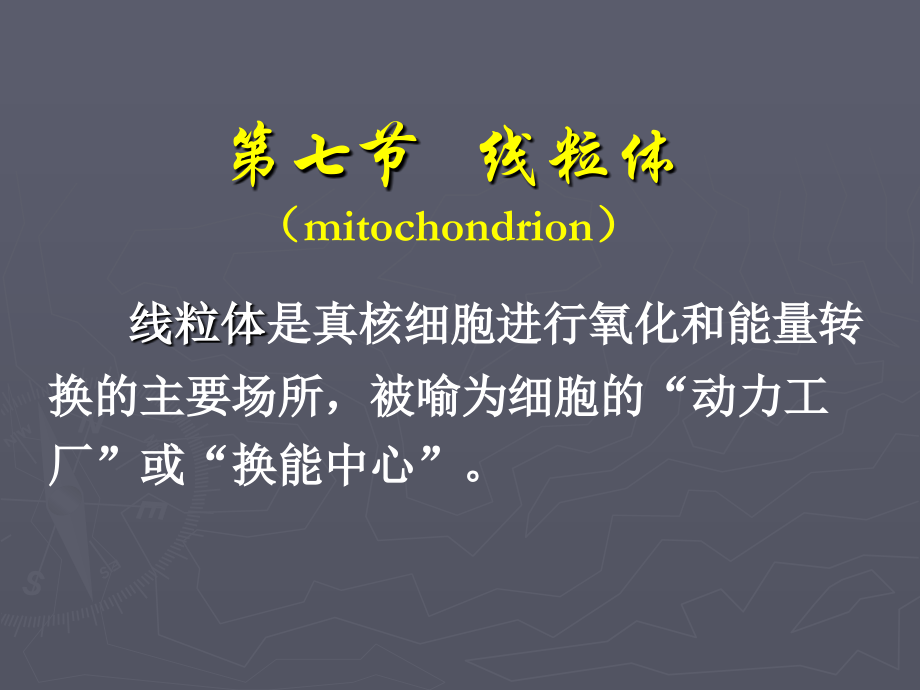 mitochondria.ppt_第1页