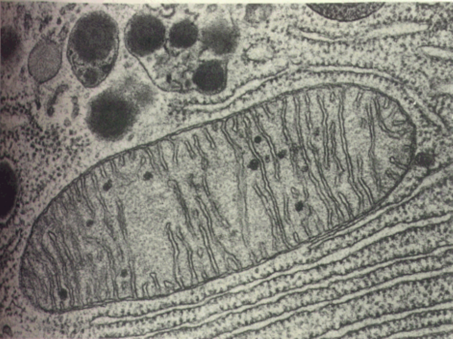 mitochondria.ppt_第2页
