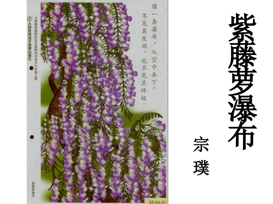 紫藤萝瀑布正式.ppt_第1页