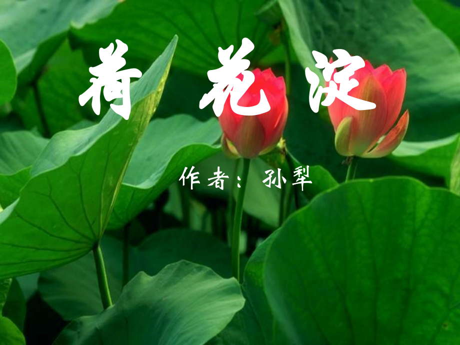 三荷花淀.ppt_第1页