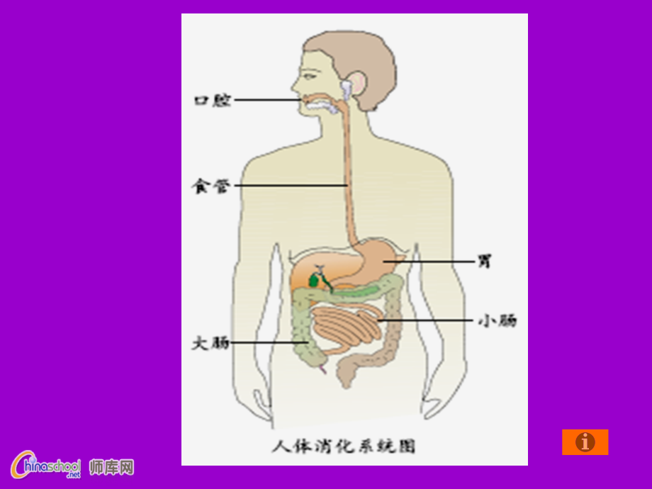 食物消化课件[1].ppt_第2页