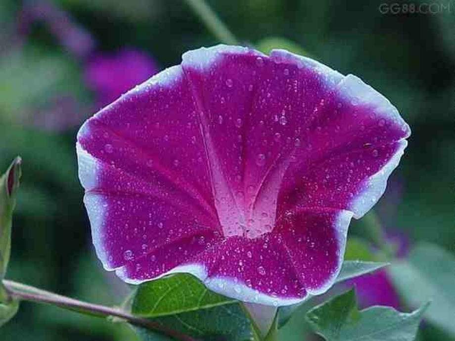 花儿为什么这样红.ppt_第2页