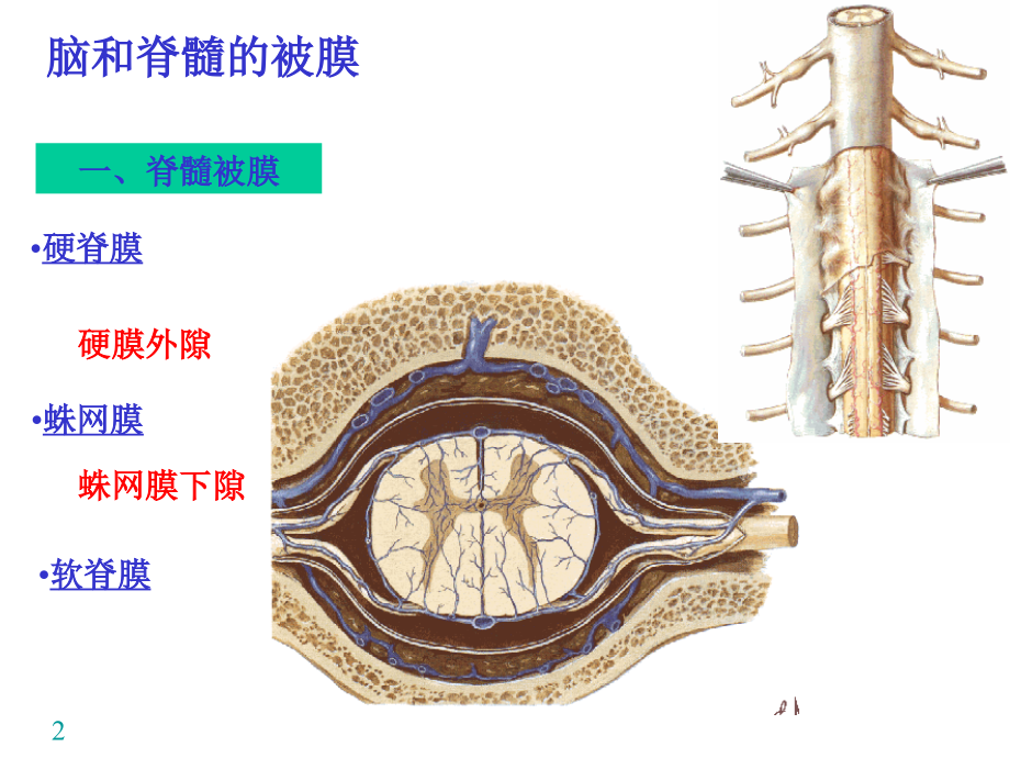 中枢N系统-被膜、血管、循环.ppt_第2页