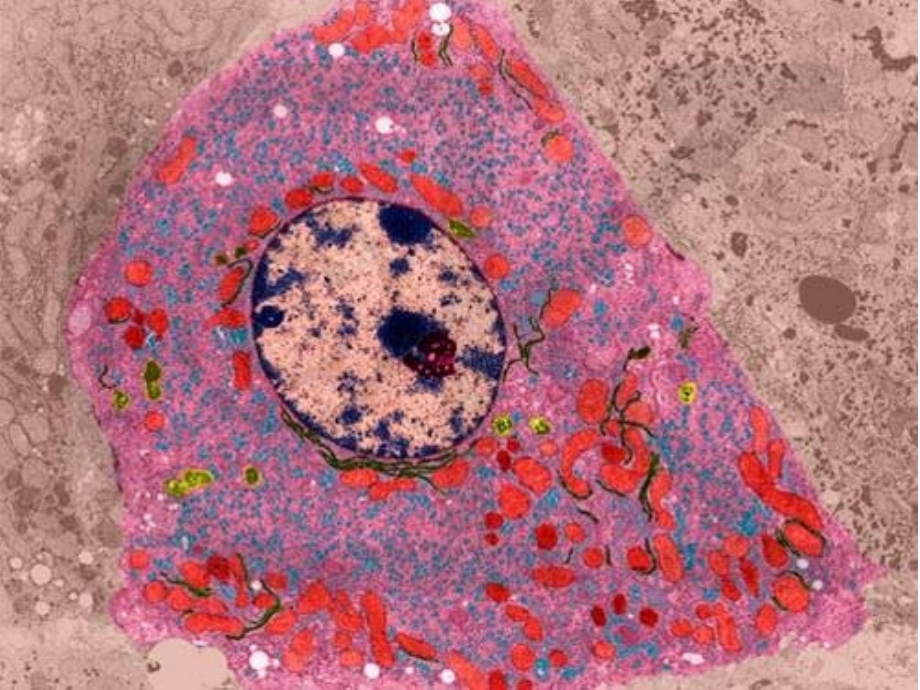 第四节细胞核.pptx_第2页