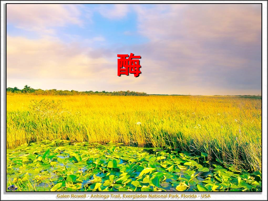 “酶的复习”课件(苍南龙港二高项小洁).ppt_第1页