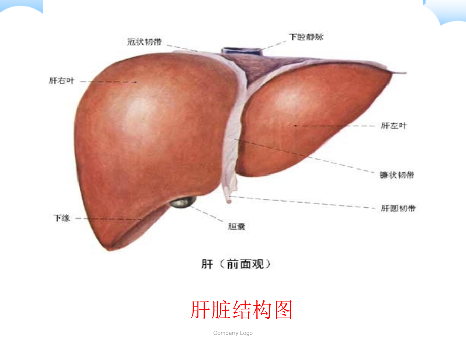 如何做好乙型肝炎的保健措施课件.ppt_第2页