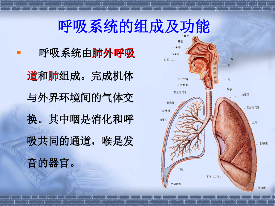 正常人体解剖学-呼吸系统课件.ppt_第2页