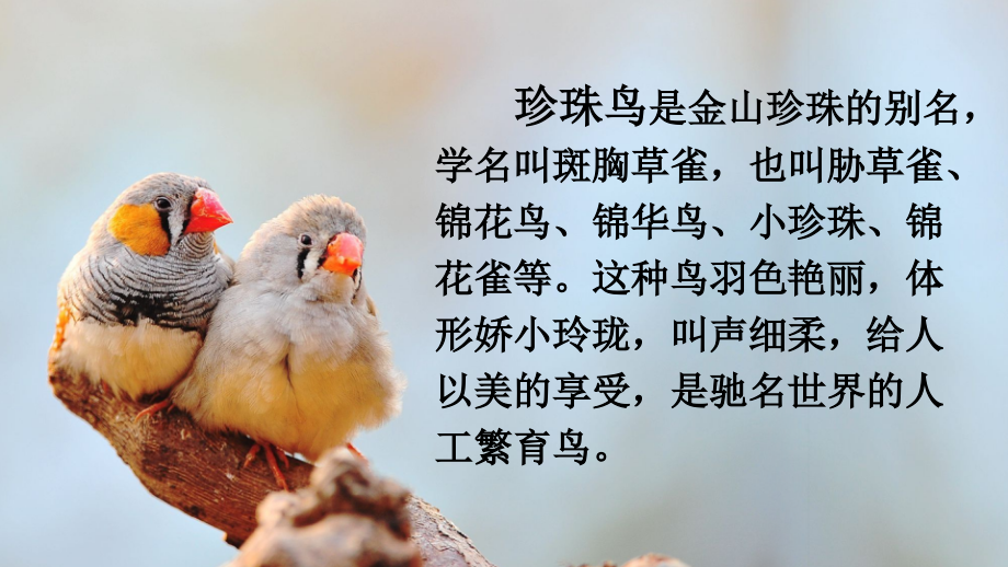 部编人教版五年级语文上册《珍珠鸟》教材课件.ppt_第1页