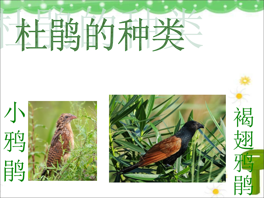 杜鹃的种类.ppt_第1页