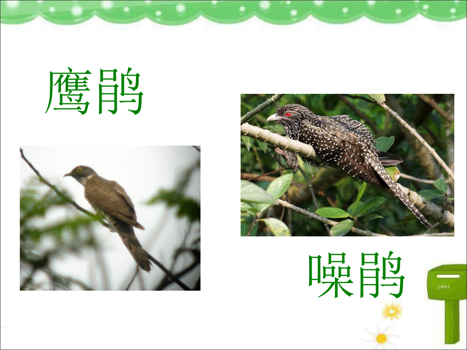 杜鹃的种类.ppt_第2页