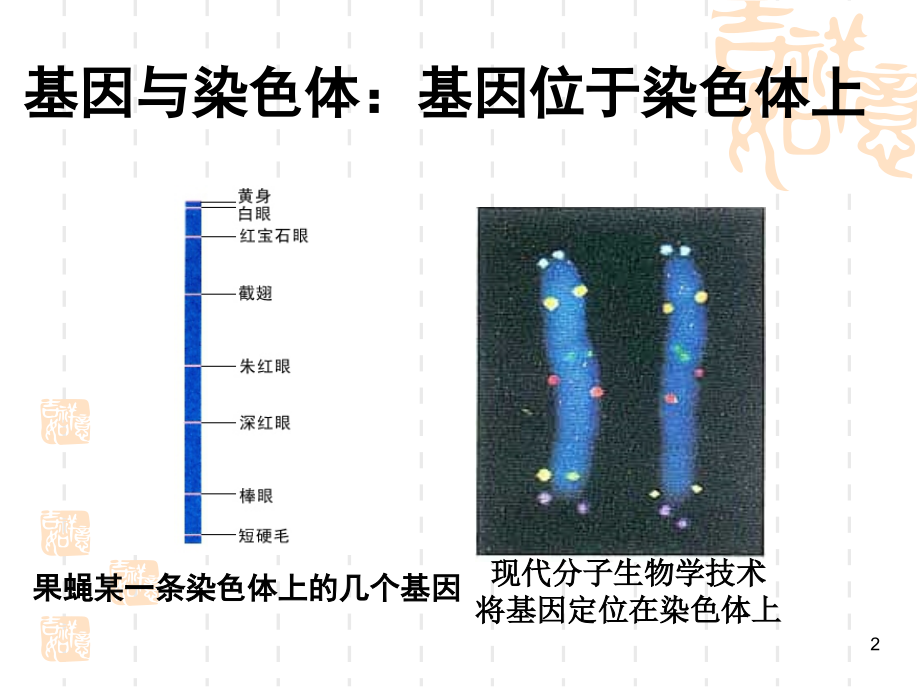 中心法则及其发展.ppt_第2页