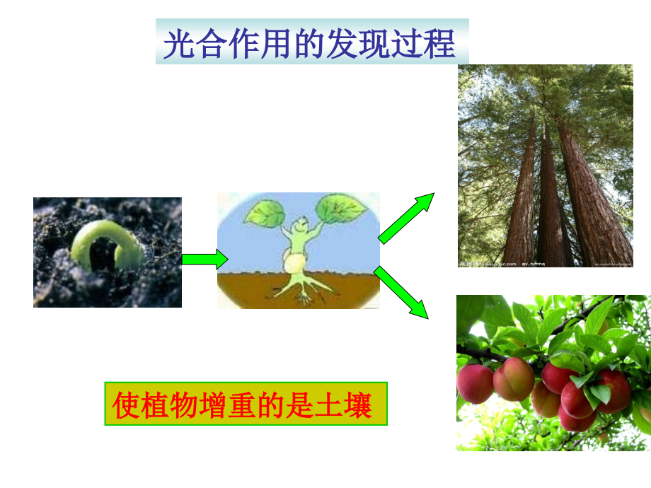第1节植物的光合作用.ppt_第1页