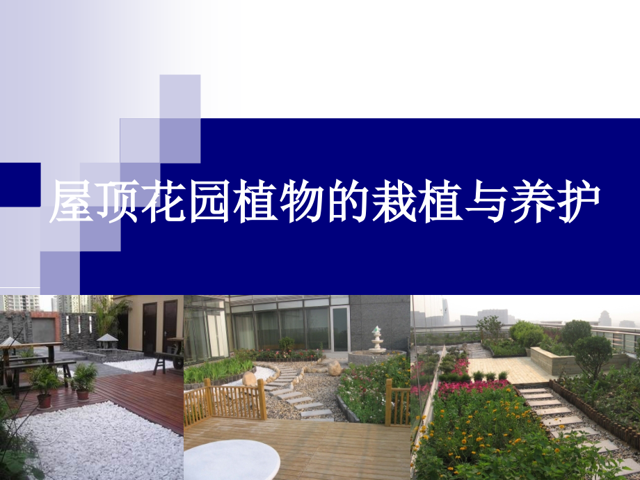 屋顶花园植物的栽植与养护.ppt_第1页
