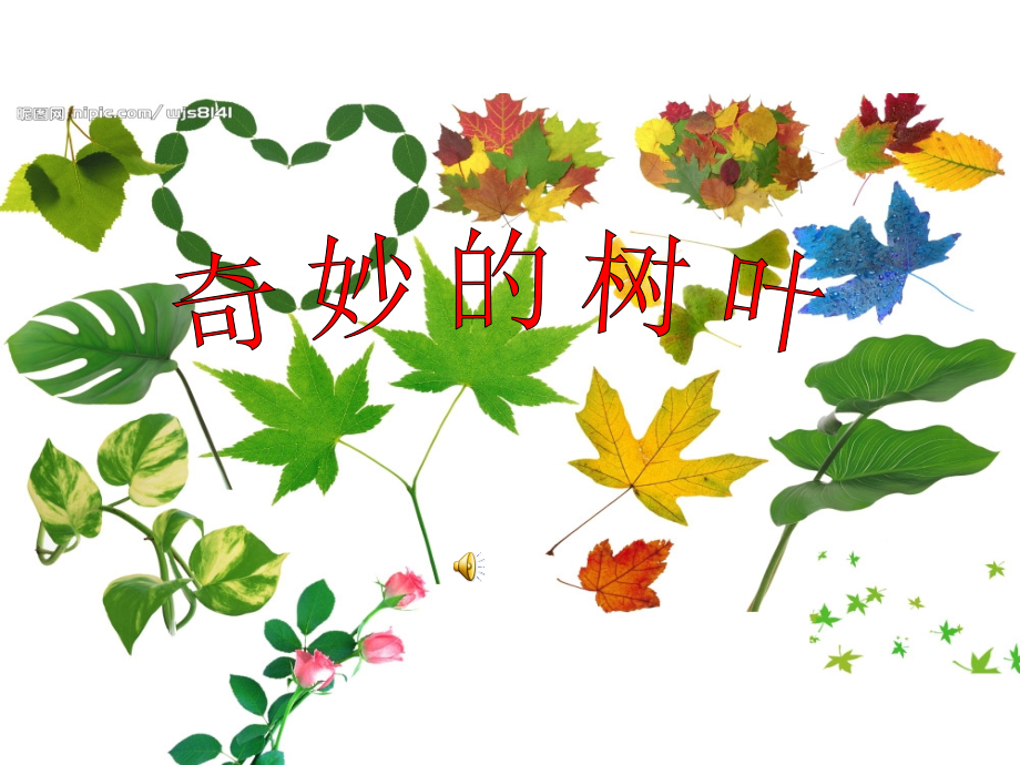 中班科学课件奇妙的树叶.ppt_第1页