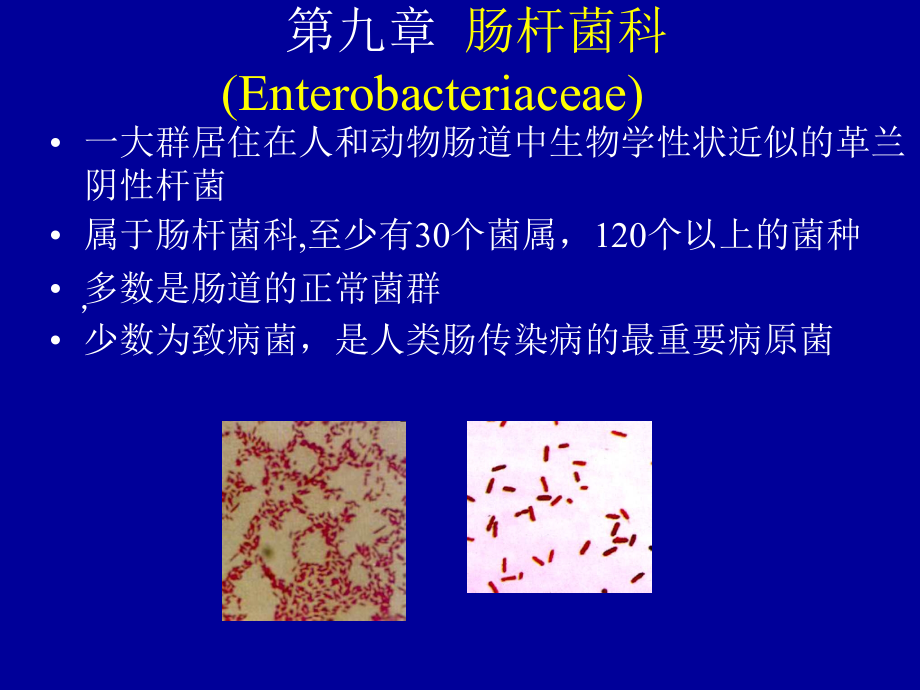 肠杆菌科(Enterobacteriaceae).ppt_第1页
