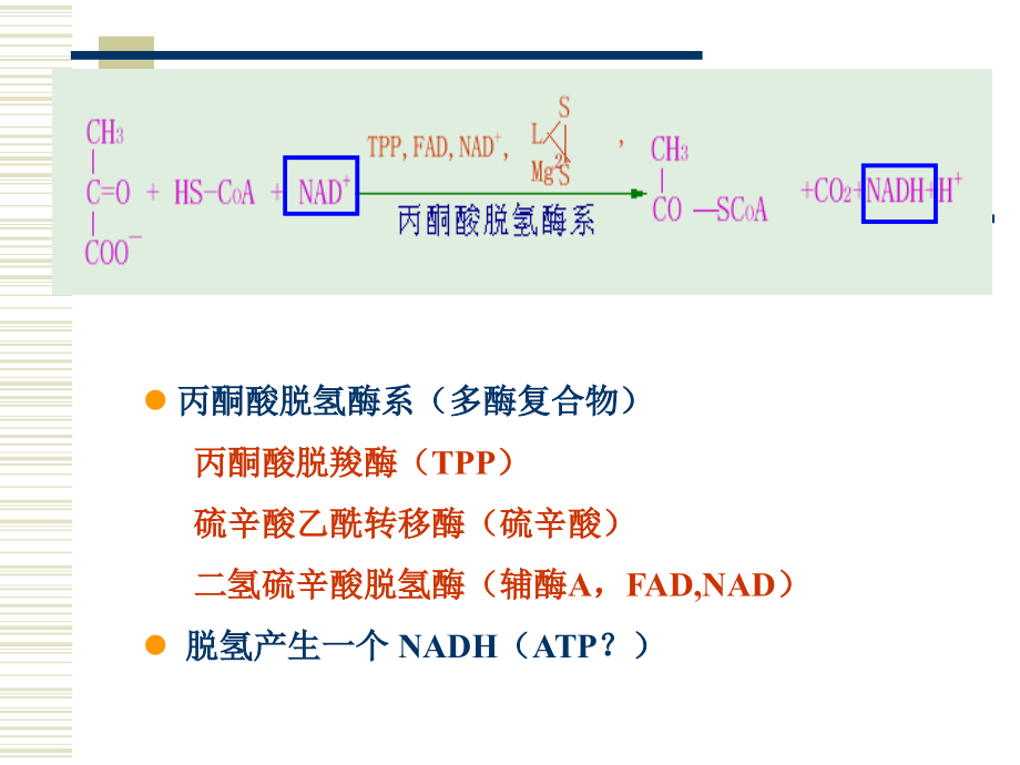 丙酮酸脱氢酶系(多酶复合物).ppt_第1页