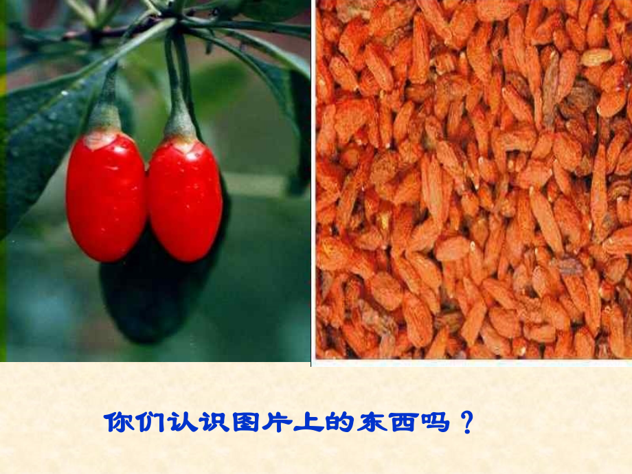 三果枸杞豆课件.ppt_第1页