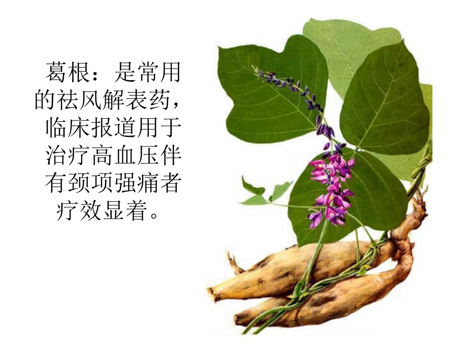 常见的降血压草药附带图片.ppt_第1页