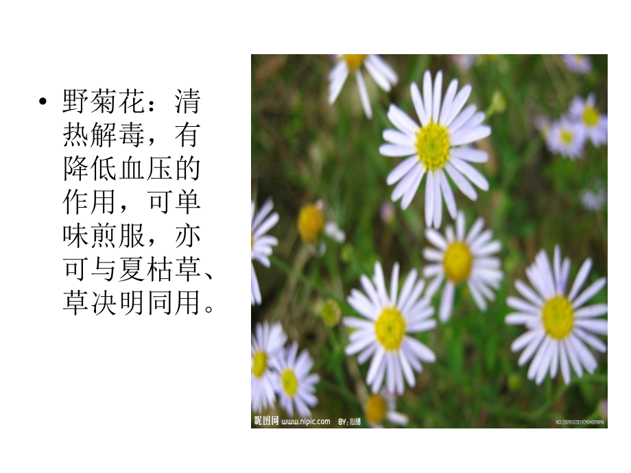 常见的降血压草药附带图片.ppt_第2页
