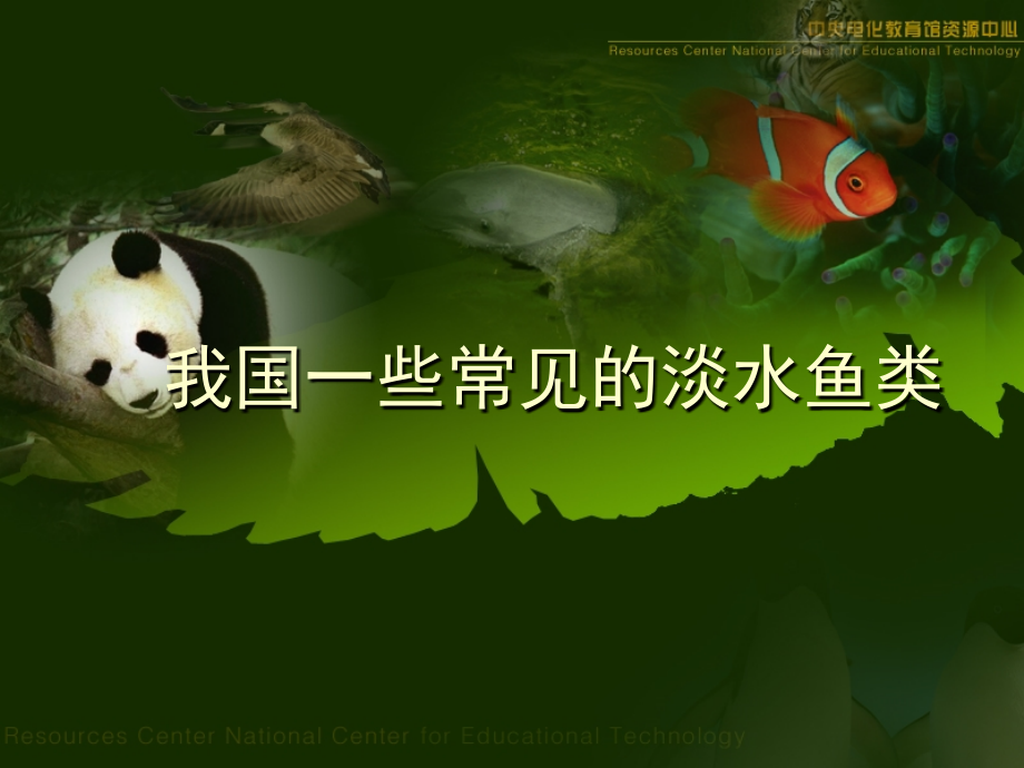 我国一些常见的淡水鱼.ppt_第1页