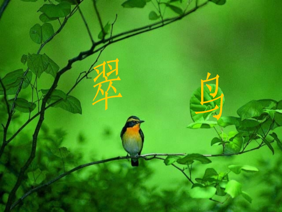 人教版三年级语文下册翠鸟..ppt_第1页