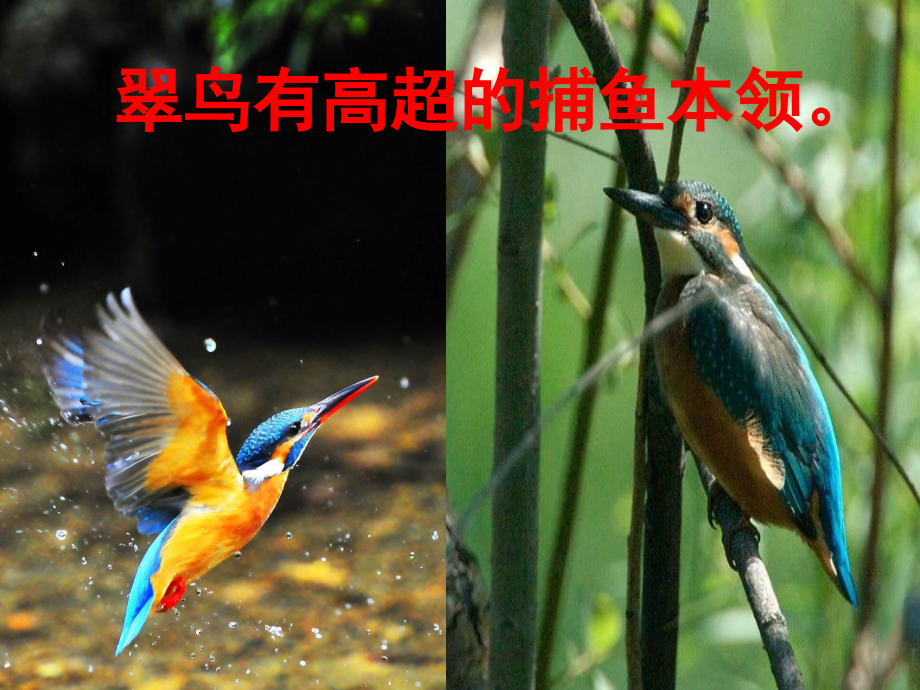 人教版三年级语文下册翠鸟..ppt_第2页