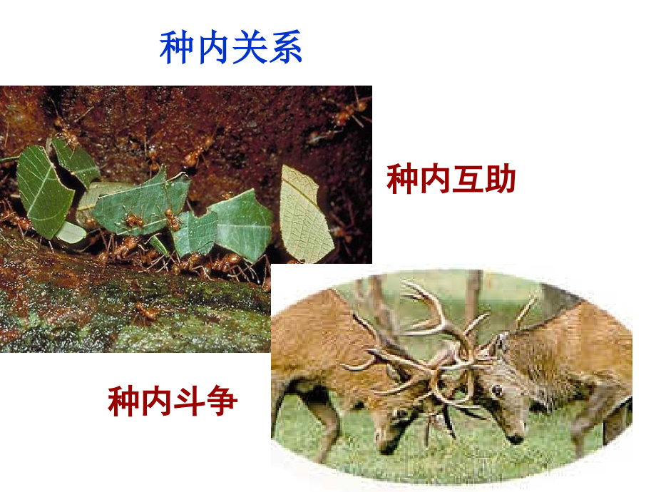 生物群落.ppt_第2页