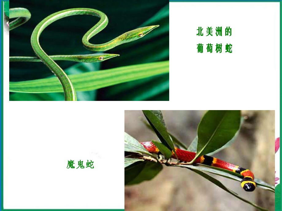 九年级语文上册-第19课《捕蛇者说》课件1-苏教版.ppt_第2页