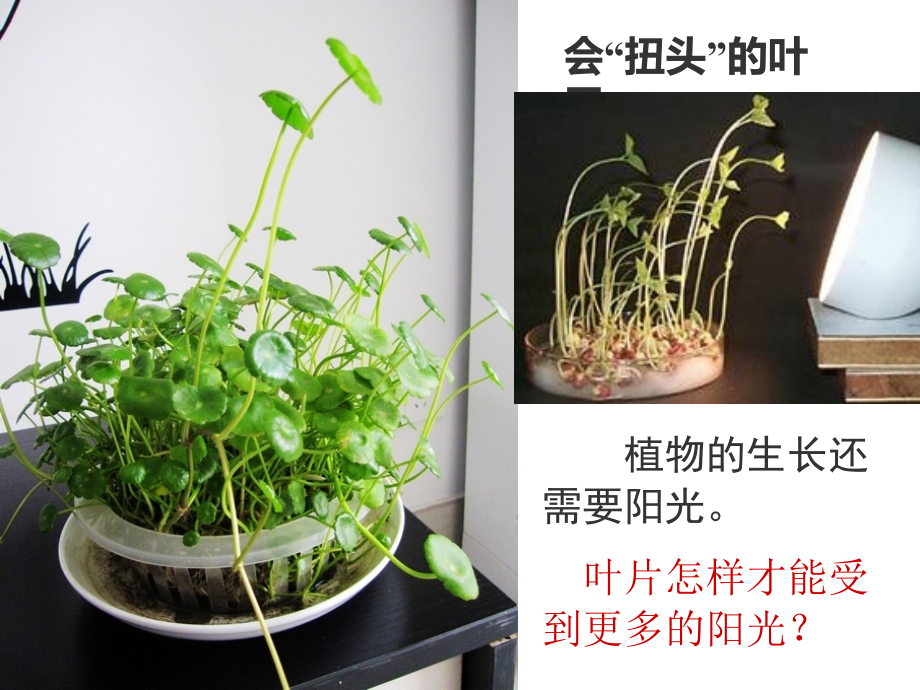 粤教版五年级科学上册第一单元第3课 叶里的“加工厂”.ppt_第2页