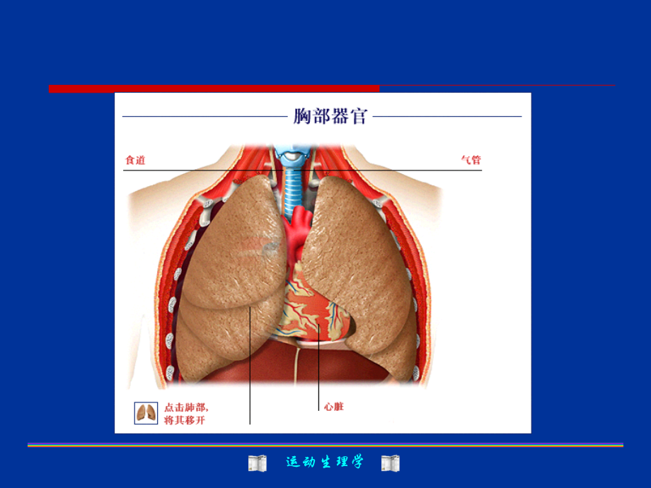 运动生理学-第3章呼吸机能与运动课件.ppt_第2页