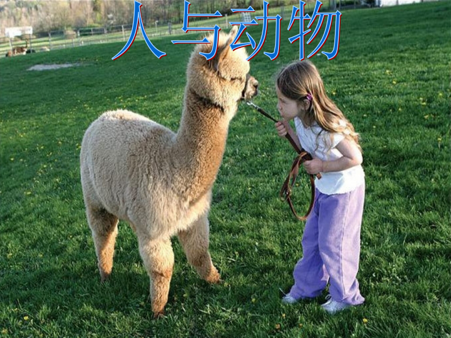 小学语文六年级上册《老人与海鸥》课件.ppt_第1页