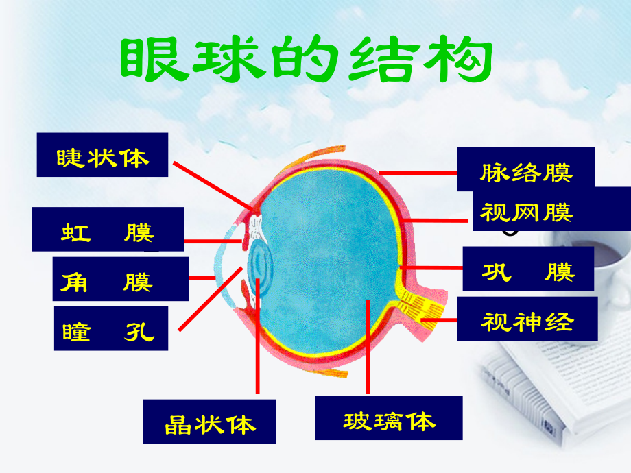 浙江省泰顺县第七中学七年级科学下册《眼球的结构》课件-浙教版.ppt_第2页