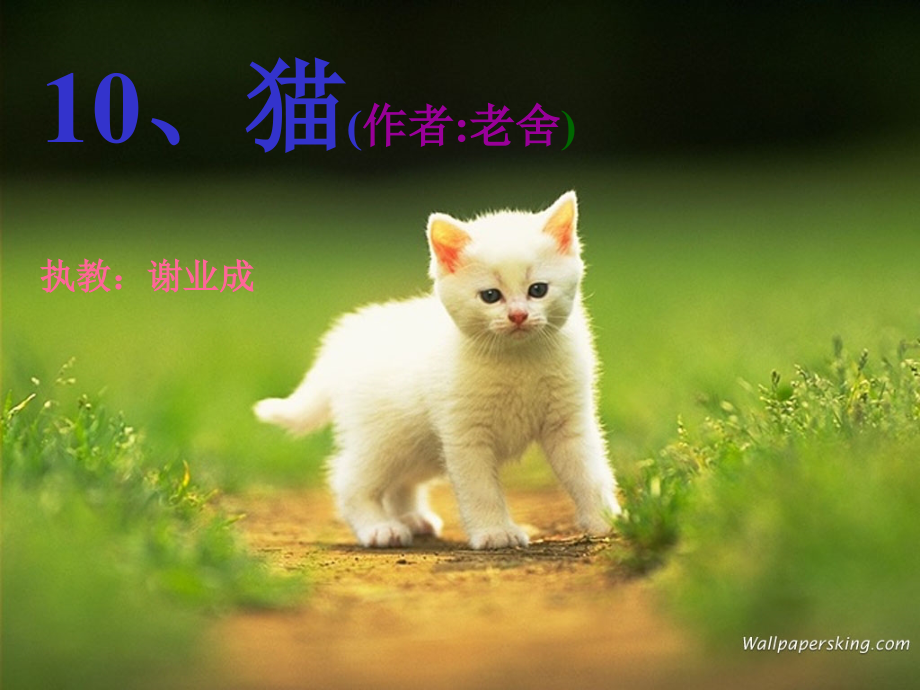 老舍猫优秀ppt课件.ppt_第1页