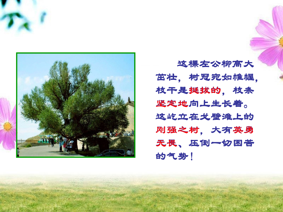 左公柳5.5课件ppt.ppt_第2页