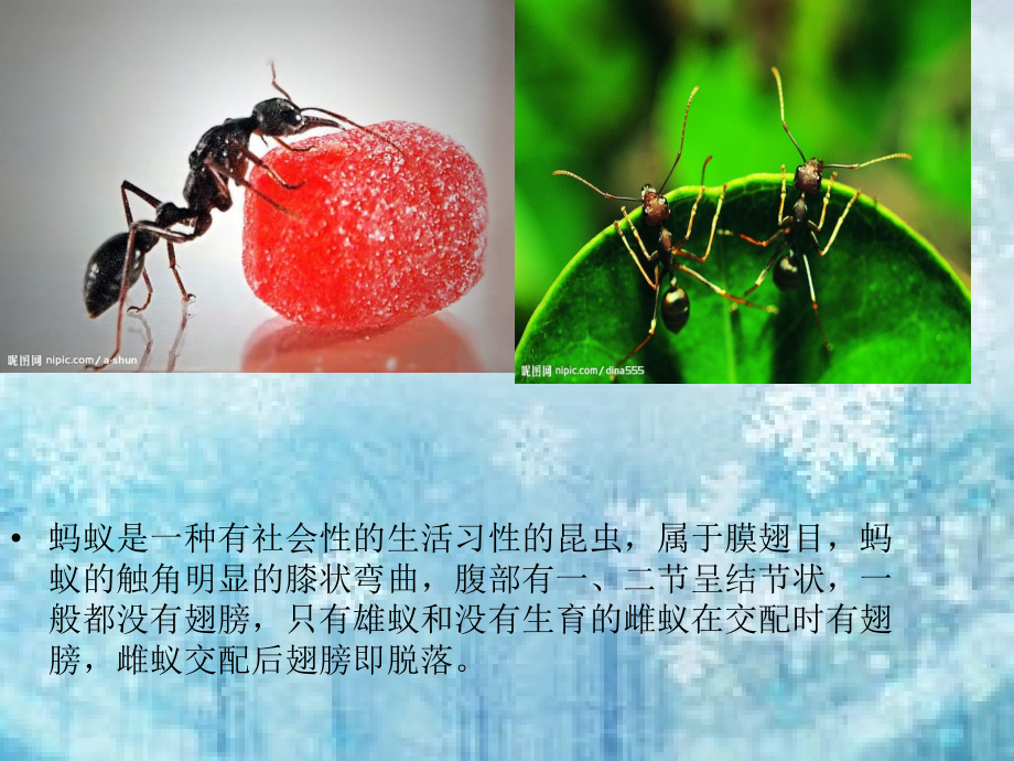 大力士-小蚂蚁 关于蚂蚁的ppt演讲.ppt_第2页