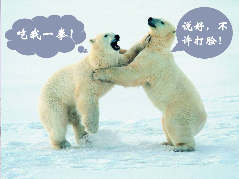 《动物游戏之谜》上课.ppt_第1页