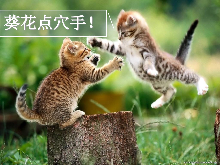 《动物游戏之谜》上课.ppt_第2页