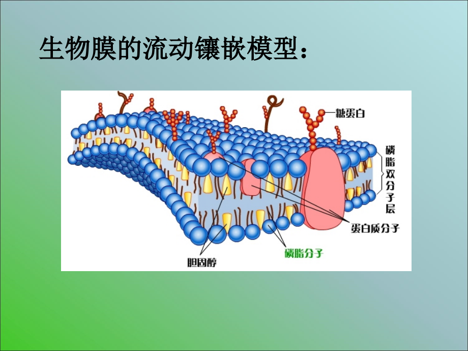人教生物必修一 跨膜运输的方式.ppt_第2页