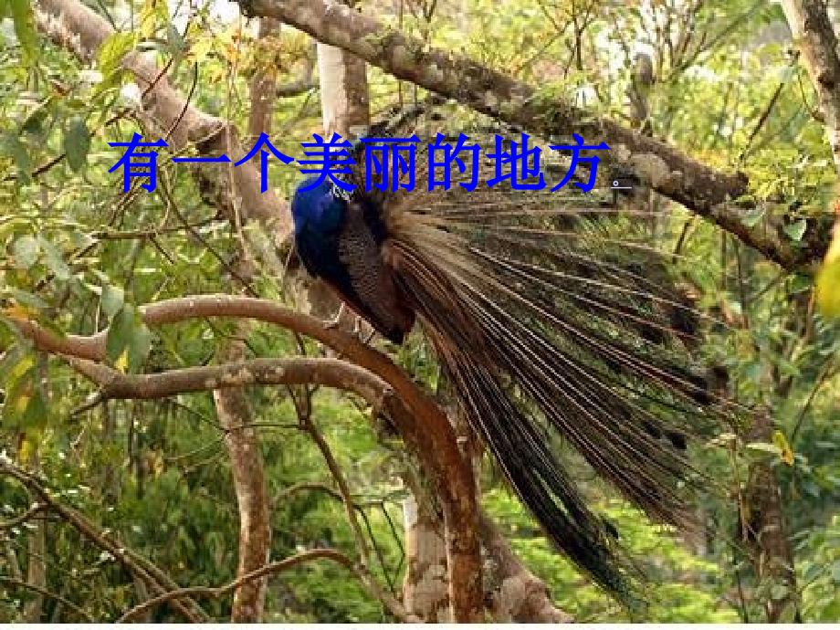 初中语文苏教版八年级上册第四单元第19课：《美丽的西双版纳》课件.ppt_第1页